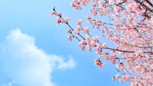 pink cherry blossom under blue sky during daytime